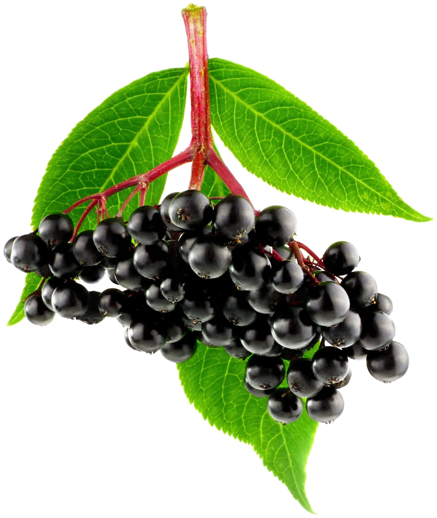 HYPE SNIPE! Elderberry Syrup… Real Medicine or Tasty Myth?